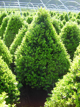 Cranberry Creek Boxwood (Buxus x 'Cranberry Creek') - 3 gallon 24"