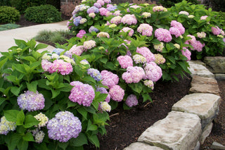 Endless Summer® The Original Hydrangea (Hydrangea macrophylla 'Bailmer') - 2 gallon