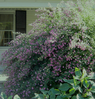 Gibraltar Bush Clover (Lespedeza thunbergii 'Gibraltar') - 3 gallon 15"