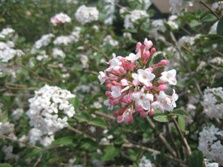Compact Korean Spice Viburnum (Viburnum x 'Cayuga') - 3 gallon 18"