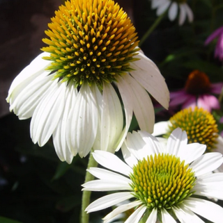 Echinacea Happy Star Coneflower (Echinacea purpurea 'Happy Star') - 1 gallon