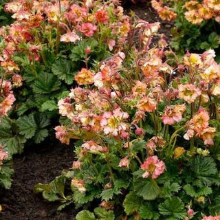Geum Pretticoats™ Peach  (Geum pretticoats 'Peach') - 1 gallon