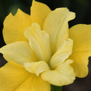Sunfisher Siberian Iris (Iris siberica 'Sunfisher') - 1 gallon