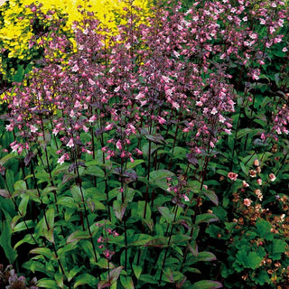 Dakota™ Verde Penstemon (Penstemon dakota 'Verde') - 1 gallon