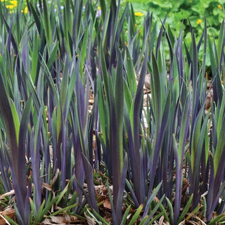 Purple Flame Iris (Iris versicolor 'Purple Flame') - 1 gallon