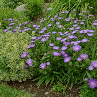 Honeysong Purple Stoke’s Aster (Stokesia L 'Honeysong Purple') - 1 gallon