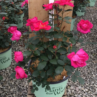 Rose Miracle on the Hudson™ Pink (Rosa miracle 'On The Hudson Pink') - 3 gallon