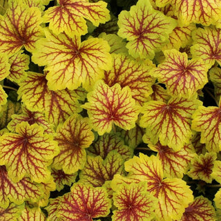 Red Lightning Coral Bells (Heuchera 'Red Lightning') - 1 gallon