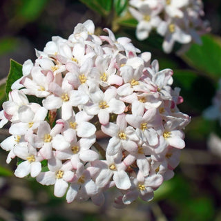 Spice Island® Korean Spice Bush (Viburnum carlesii 'Spice Island') - 3 gallon 15"