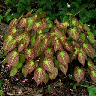 Rubrum Red Barrenwort (Epimedium x 'Rubrum') - 1 gallon