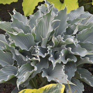 Shadowland® 'Waterslide' Hosta (Hosta shadowland 'Waterslide') - 1 gallon