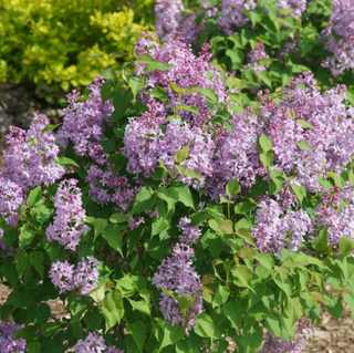 Scentara Pura® Lilac (Syringa x hyacin. 'Scentara Pura') - 3 gallon