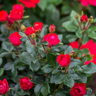 Petite Knock Out® Rose  (Rosa K.O 'Petite') - 1.5 gallon