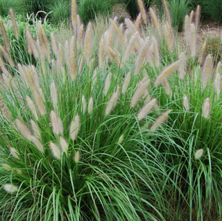 Etoufee™ Fountain Grass (Pennisetum 'Pe. Al. Etouffee') - 2 gallon