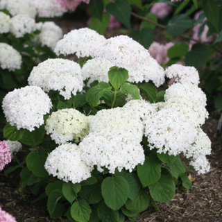 Invincibelle Wee White® Smooth hydrangea (Hydrangea arborescens 'Invincble Wee White') - 2 gallon