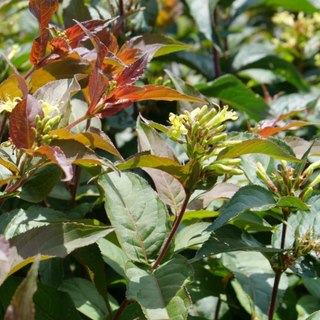 Ru-Bee Wren® Mountain Bush Honeysuckle (Diervilla lonicera 'Ru-Bee Wren') - 3 gallon