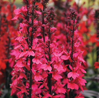 Starship Deep Rose Cardinal flower (Lobelia starship 'Rose') - 1 gallon