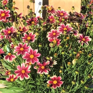 Coreopsis Lil Bang™ Candy Stripes (Coreopsis x 'Lil Bang Candy Stripes') - 1 gallon