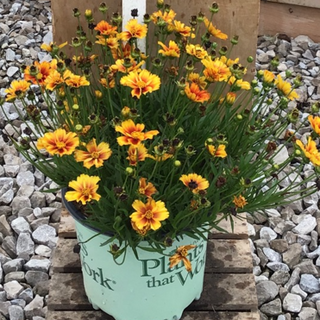 Coreopsis Lil Bang™ Fire Wheel (Coreopsis x 'Lil Bang Fire Wheel') - 1 gallon