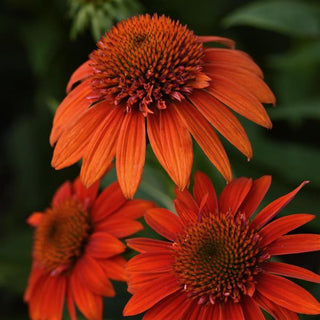 Echinacea Sombrero® Fiesta Orange (Echinacea x hybrida 'Balsomstor') - half gallon
