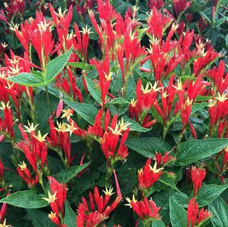 Spigelia Ragin Cajun Indian Pink (Spigelia ragin 'Cajun') - 1 gallon