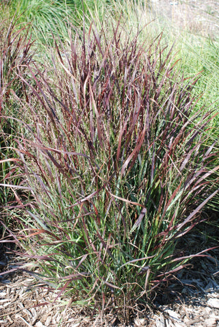 Shenandoah Switch Grass (Panicum virgatum 'Shenandoah') - 1 gallon