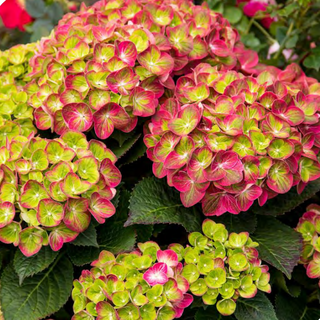 Tilt-A-Swirl® Bigleaf Hydrangea (Hydrangea macrophylla 'Tilt-A-Swirl') - 2 gallon