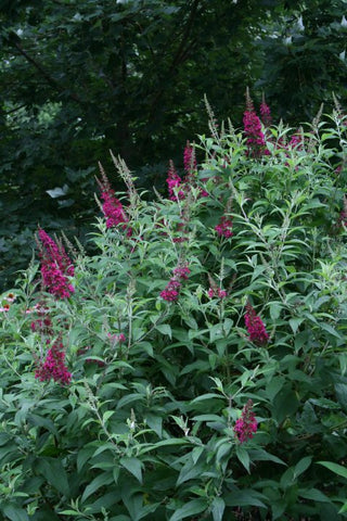 Funky Fuschia™ Butterfly Bush (Buddleia funky 'Fuchsia') - 2 gallon
