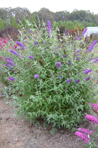 Psychedelic Sky™ Butterfly Bush (Buddleia ‘Psychedelic Sky') - 2 gallon