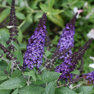 Pugster Blue® Butterfly Bush (Buddleia 'Pugster Blue') - 2 gallon