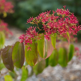 Tianshan® Seven-Son Flower (Heptacodium tianshan) - 3 gallon