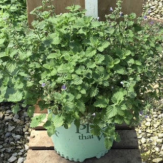 SylvesterBlue™ Catmint (Nepeta sylvester 'Blue') - 1 gallon