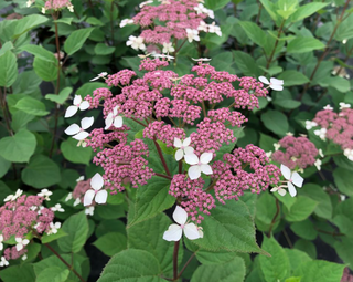 Invincibelle Lace® Smooth hydrangea (Hydrangea arborescens 'Invincibelle Lace') - 3 gallon