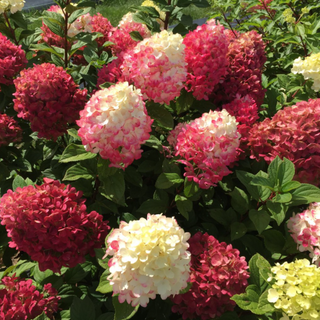 Little Lime Punch® Panicle Hydrangea (Hydrangea 'P Little Lime Punch') - 3 gallon