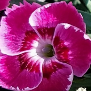 EverBloom™ 'Strawberry Tart' Pinks (Dianthus 'Everbloom Strawberry Tart') - 1 gallon