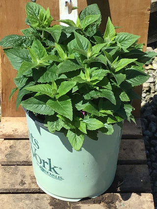 Pocahontas Pink Bee Balm (Monarda pocahontas 'Pink') - 1 gallon