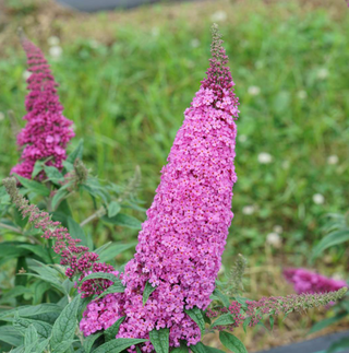 Pugster Pinker® Butterfly Bush (Buddleia 'Pugster Pinker') - 3 gallon