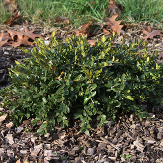 Flat-tery™ Boxwood (Buxus x 'Flat-Tery') - 3 gallon 12"