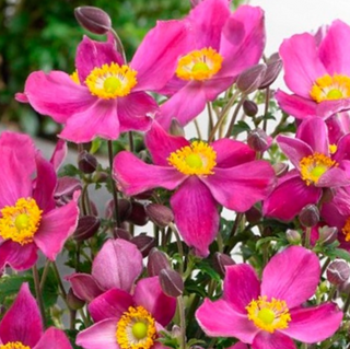 Red Riding Hood Windflower (Anemone 'Fantasy Red Riding Hood') - 1 gallon