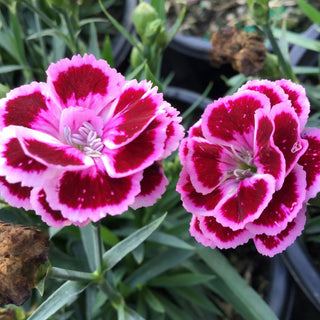 Dianthus Purple Bicolor Pinks (Dianthus delilah 'Purple Bicolor') - 1 gallon