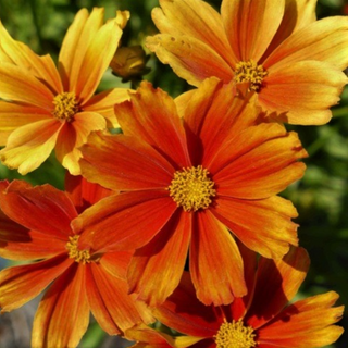 Coreopsis Lil Bang™ Darling Clemantine (Coreopsis x 'Lil Bang Darling Clemantine') - 1 gallon