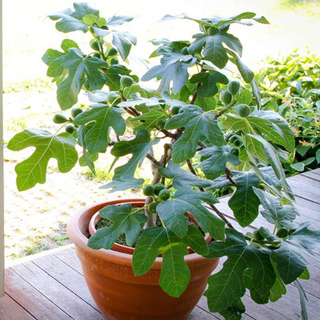 Compact Fig Tree (Ficus x 'Fignominal') - 3 gallon 12"