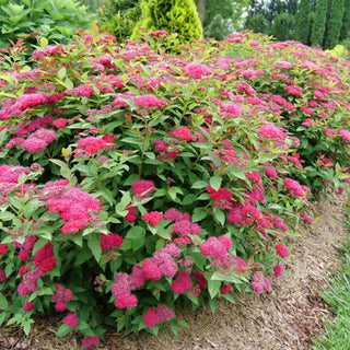 Double Play Doozie® Spirea (Spiraea JAP 'Dbl Play Doozie') - 1 gallon