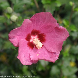 Lil' Kim® Red Rose of Sharon (Hibiscus syriacus 'Lil Kim Red') - 1 gallon