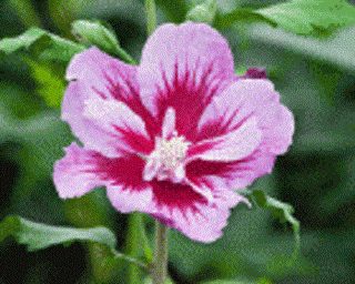 Purple Pillar® Rose of Sharon (Hibiscus syriacus 'Purple Pillar') - 1 gallon
