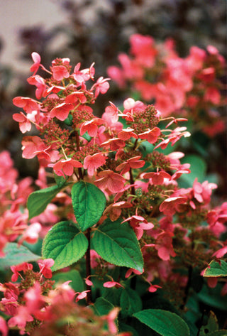 Quick Fire® Panicle Hydrangea (Hydrangea paniculata 'Bulk') - 1 gallon