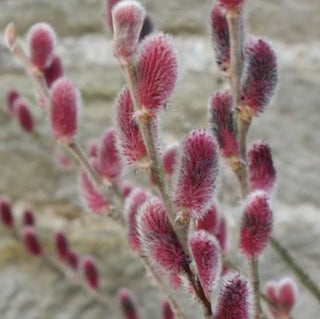 Mount Aso Pussy Willow (Salix G 'Mount Aso') - 1 gallon