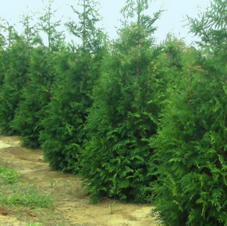 Thuja Junior Giant (Thuja x 'Junior Giant') - 3 gallon 30"