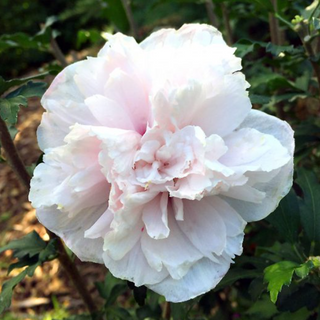 French Cabaret™ Blush Hibiscus (Hibiscus syriacus 'French Cabaret Blush') - 3 gallon 18"