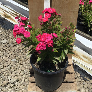Flame® Pro Cerise Garden Phlox (Phlox paniculata 'Flame Pro Cerise') - 1 gallon